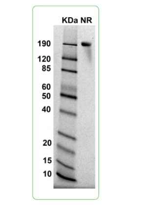 MW: Molecular Weight marker reduced condition
NR: PD-L1 dimer under non-reduced condition